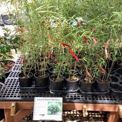 12’ tall bamboo