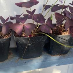 Trébol Rojo        Oxalis Trianguliaris 