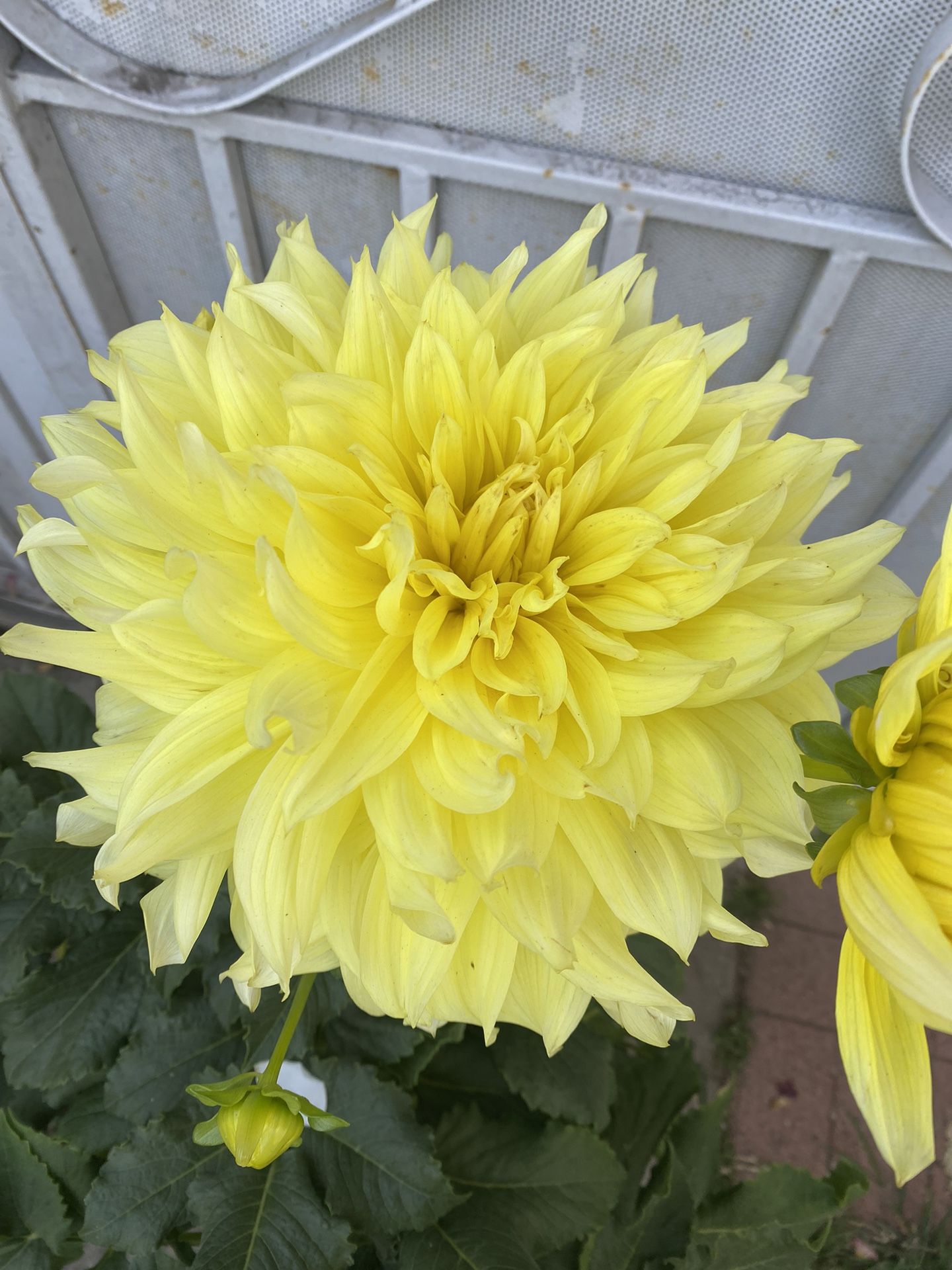 Planta De Flor De Dhalia Con Flores Gigantes, En Maceta De 5 Gallones Pick Up Only