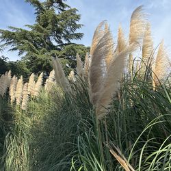 Pampas Grass Floral