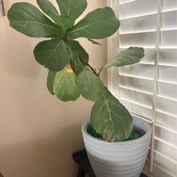 Fiddle Leaf Fig and Pot