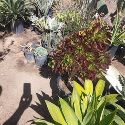 Agaves And Succulents