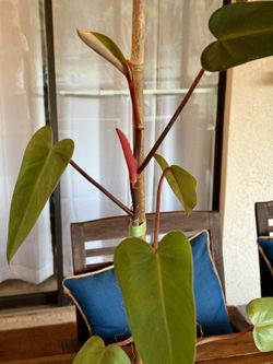 Rare Red Emerald Philodendron - mature Plant Red Erubescens - Blushing  Philodendron for Sale in Apopka, FL - OfferUp
