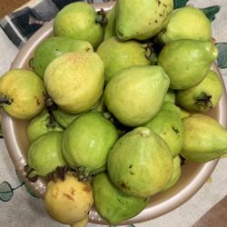 Guava Ổi Trắng Ngọt 3$ Lb