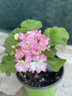 Geranium Apple Bloosom Blooming Plant, In 6 Inch Pot Pick Up Only