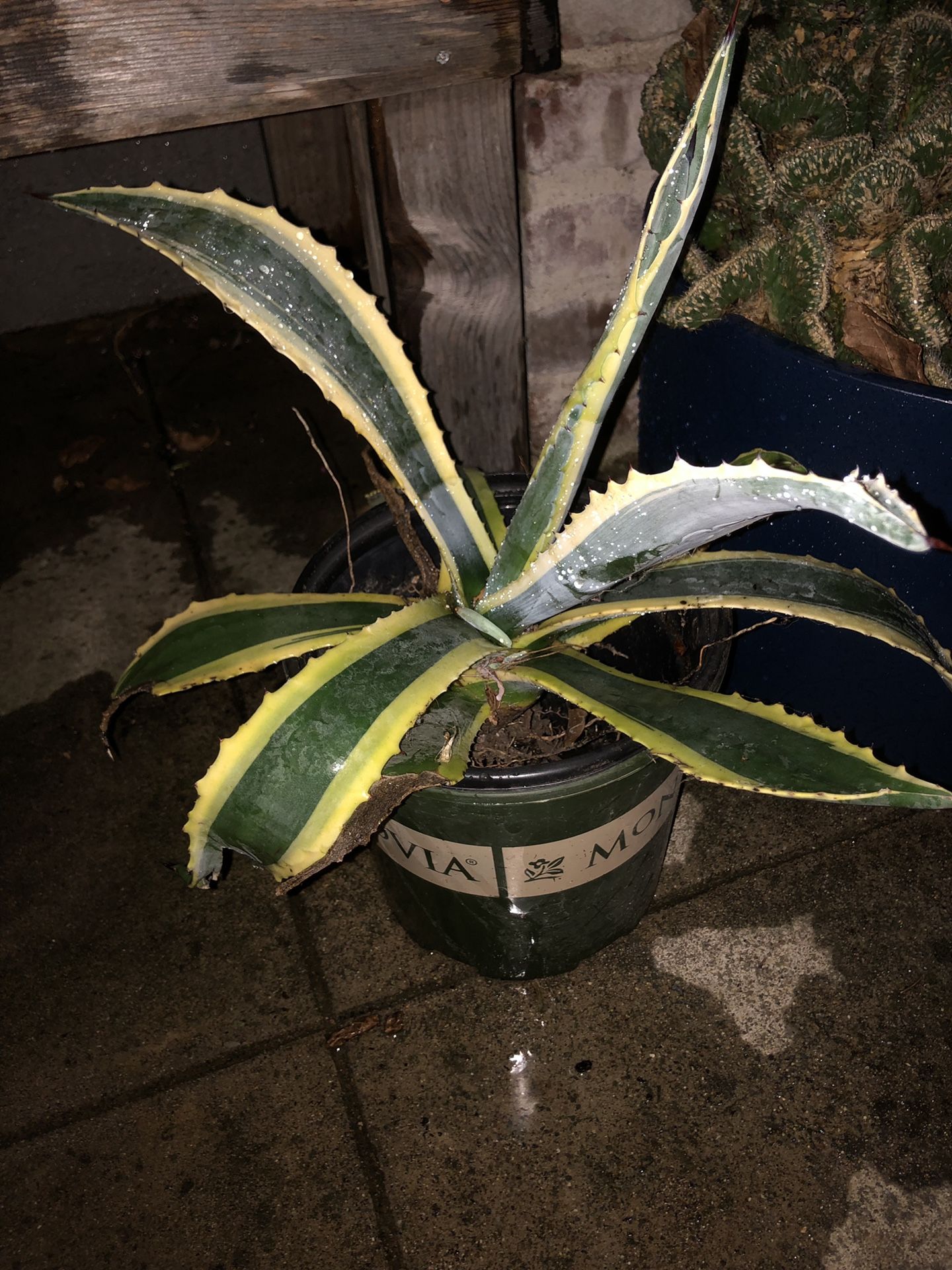 Agave