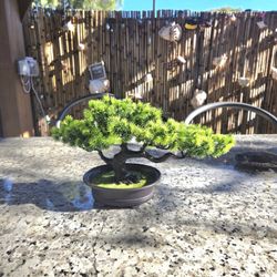 Realistic Bonsai Tree 
