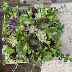 Succulent Arrangement 