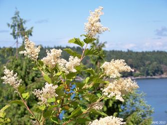 Native Oceanspray bushes —