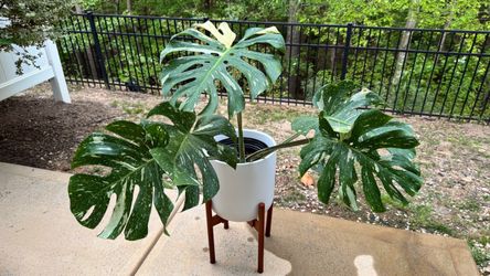 Variegated Monstera Deliciosa Live Plant