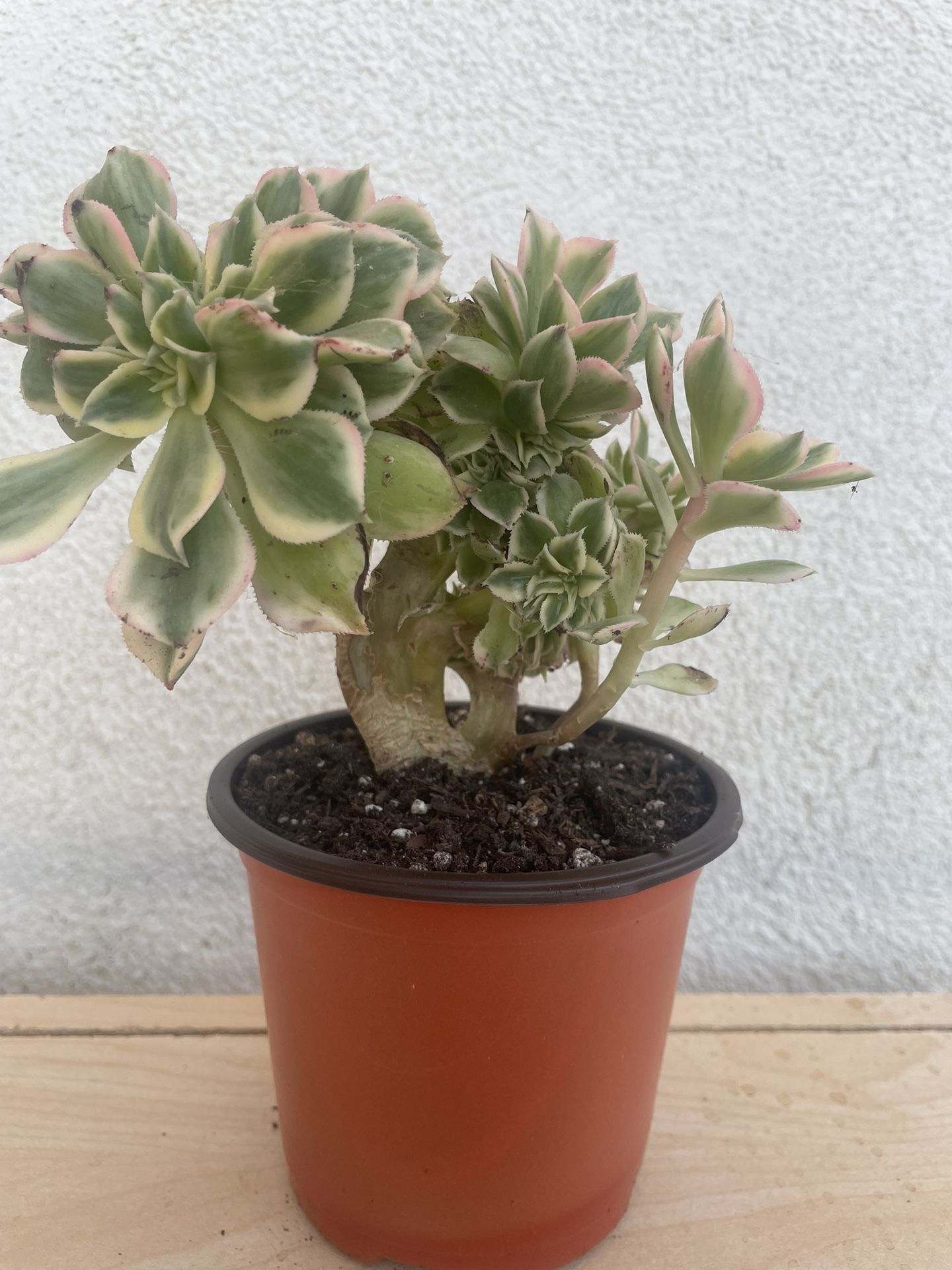 Crested Aeonium Sunburst Succulent