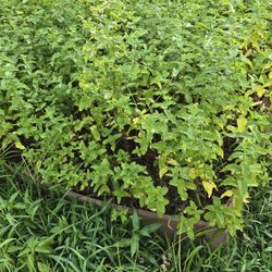Mature Mint Plants 