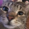Eli 