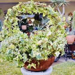 Variegated Ivy Wraith + A Ceramic Stand