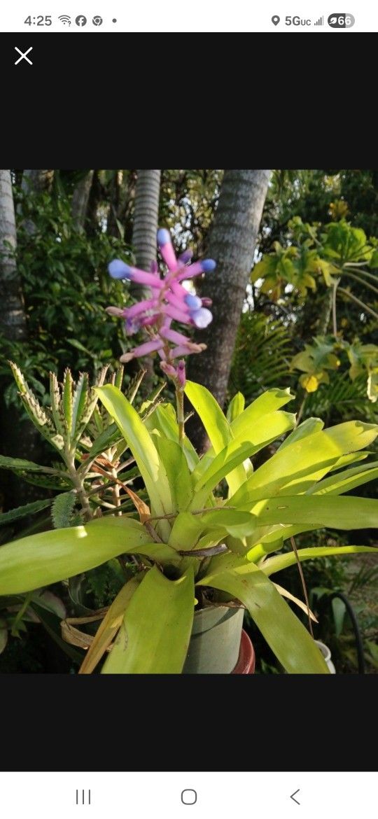 Lovely Small Spineless Bromeliad Potted Plant
