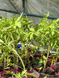 Tomatoes