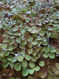 Water Spangles, Salvinia minima