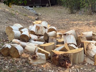Free firewood.  Eucalyptus