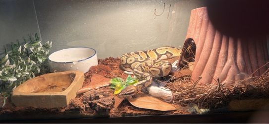 Snake