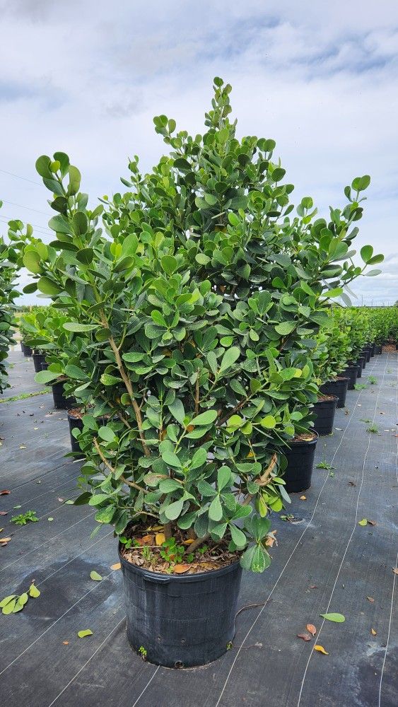 Huge Clusias About 7-8 Feet Tall For Just $200 Instant Privacy Plants Green Fencing Privacy Hedges