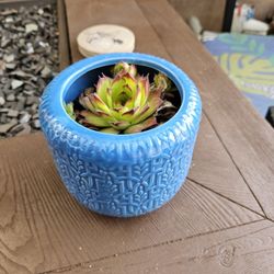 Flower Pot 