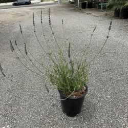 Lavender Bush
