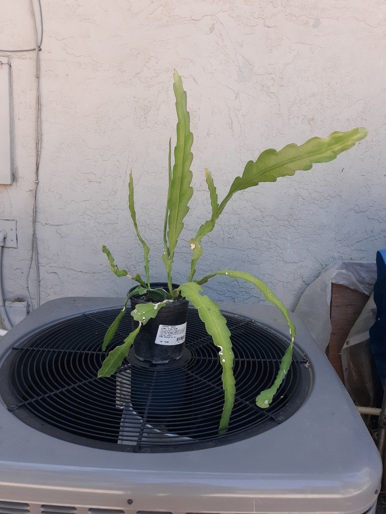 Epiphyllum Plant In Pot for Sale in Sacramento, CA OfferUp