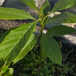 Avocado Plant
