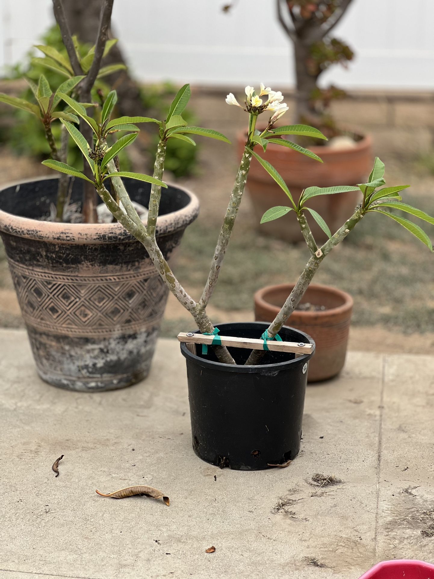 Plumeria White with Yellow