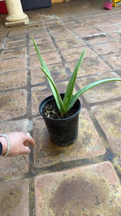 Aloe Vera Plants
