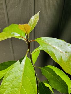 Live plant 1-fal avocado tree