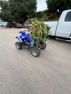 Blue, raptor 50cc,