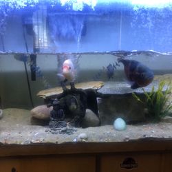 Fish Tank Decor