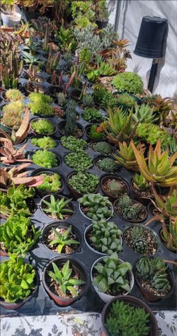 Suculentas Y Cactus 🌵 💕 $5 Each