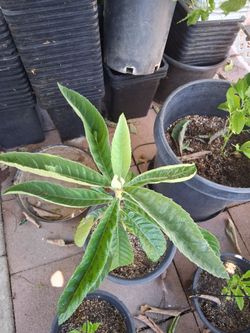 Loquat tree