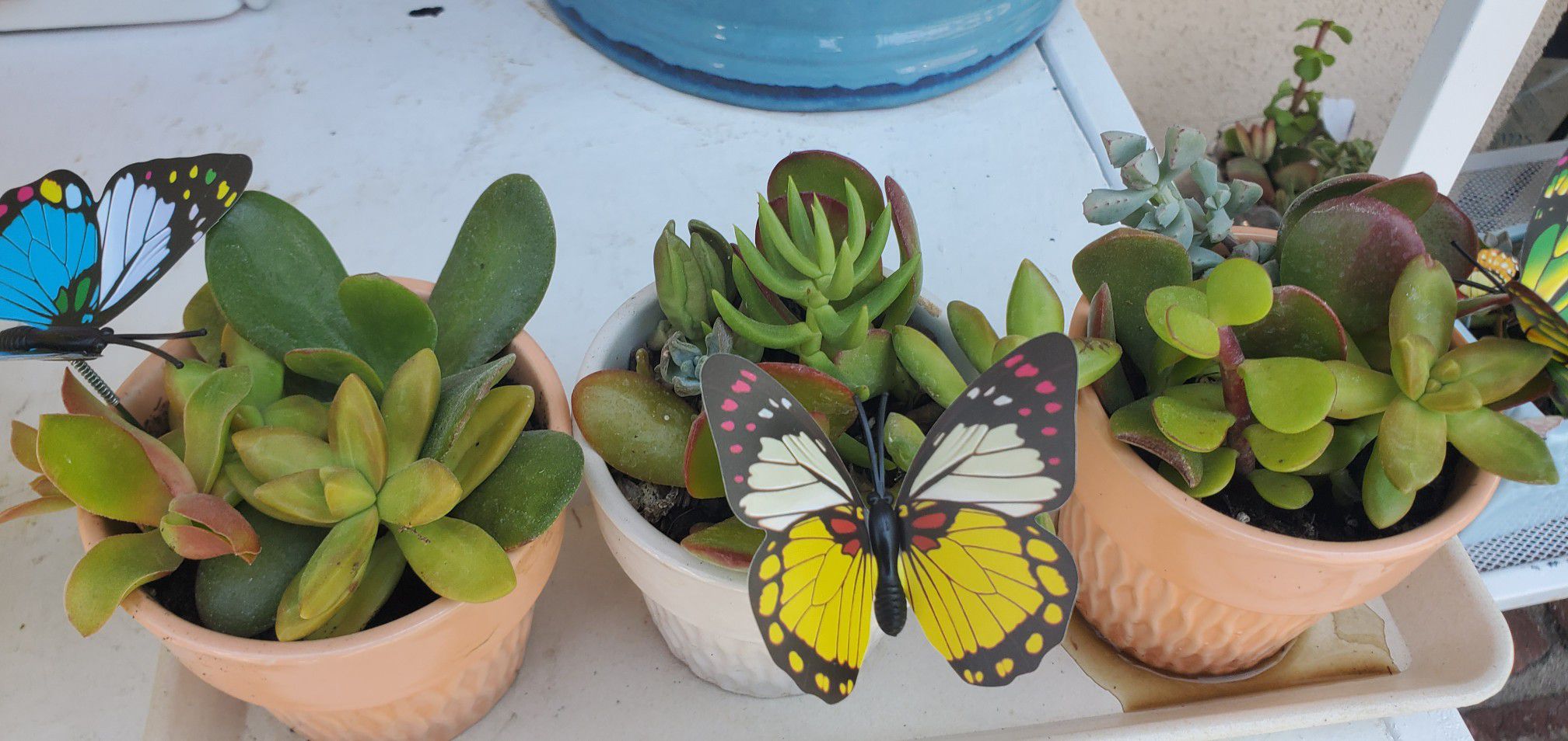 Cute 3 pack succullents with tray planter