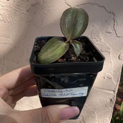 Little Rooted Inchplant Tradescantia Zebrina Flower Plant 