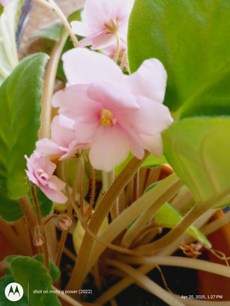 Pink 🩷 African Violet