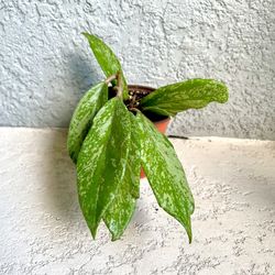 Hoya  Pubicalyx  Splash  Plant 