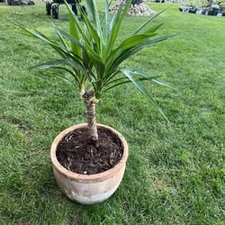 Yucca Tree In Terracotta Pot