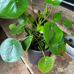Pilea Chinese Money Plant 