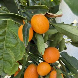 Kumquats grown in my own backyard