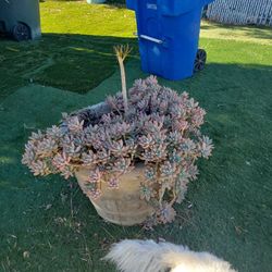 Big Plant