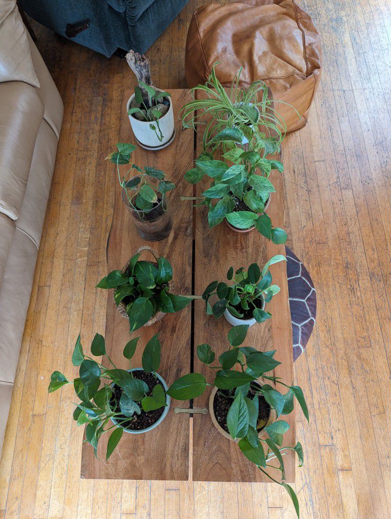 $10 Plants And Pots For Sale 