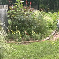 Plentiful Supply Of Cannas For Sale