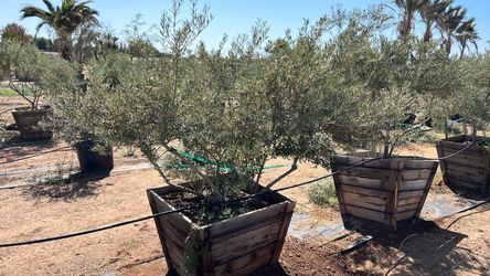 Olive trees