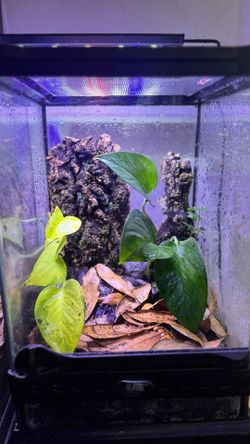 Established Bioactive Terrariums