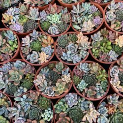 Premium 4 Inch Succulents 