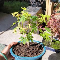japanese maple bonsai 