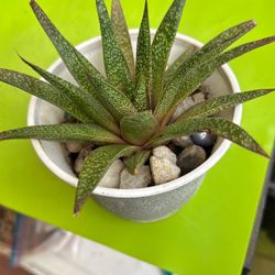 Gastric Plant Nice And Beautiful  Easy To Take Care For Indoor And Out Door